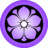 Purple Kikyo Icon